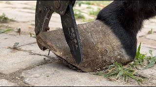 Prenatal hoof repair of a pregnant female donkey-Donkey Protection-Amazing