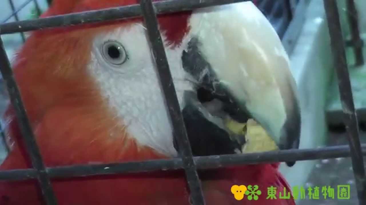 Higashiyama Zoo and Botanical Gardens Official] Scarlet Macaw Part