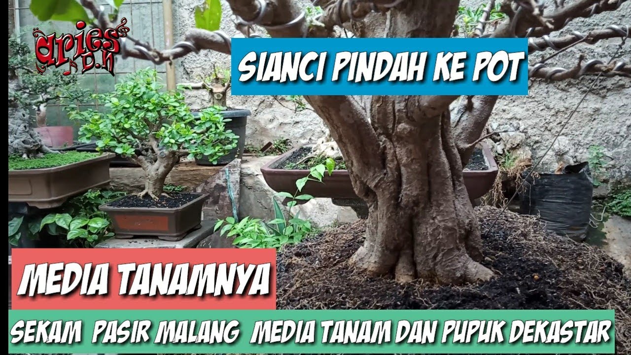 BONSAI SIANCI PINDAH KE POT  KERAMIK  YouTube