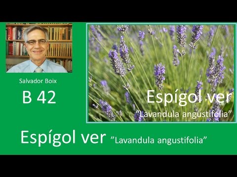 Vídeo: Lavanda Per A Arnes: Com S'utilitza I Ajuda Contra Les Arnes? Oli Essencial D’espígol I Altres Productes. Com Assecar La Bossa D’espígol?