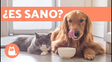 ¿Pueden los perros comer golosinas para gatos?