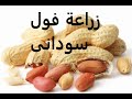 فول سودانى !! طرق زراعة من بذرة حتى نهاية ؟؟؟ Arachis hypogaea حلقة 59