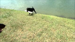 German Jagdterriers-Atak Aluminium & Alli