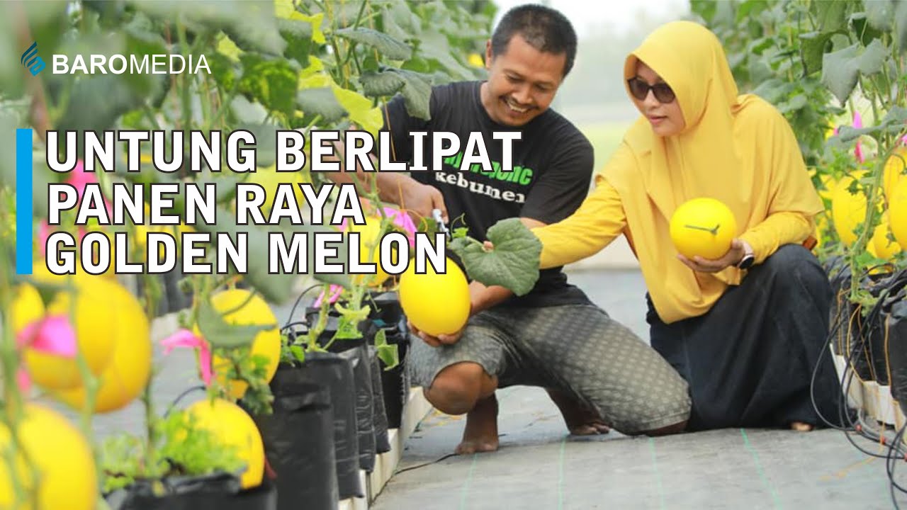 Panen Raya Golden Melon Green House Hidroponik - JEJAK TANI