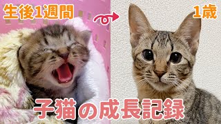 目の開かない子猫が立派な成猫になるまでの成長記録【祝1歳】