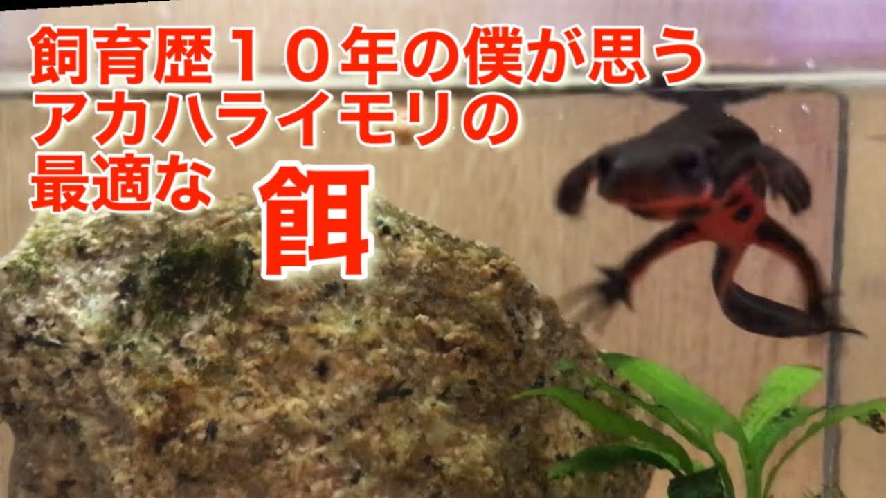 【アカハライモリ飼育】飼育歴１０年の僕が思う最適な『餌』