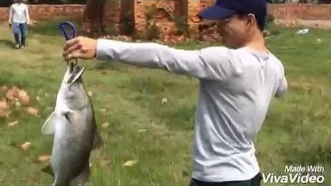 Câu cá vược bằng mồi giả