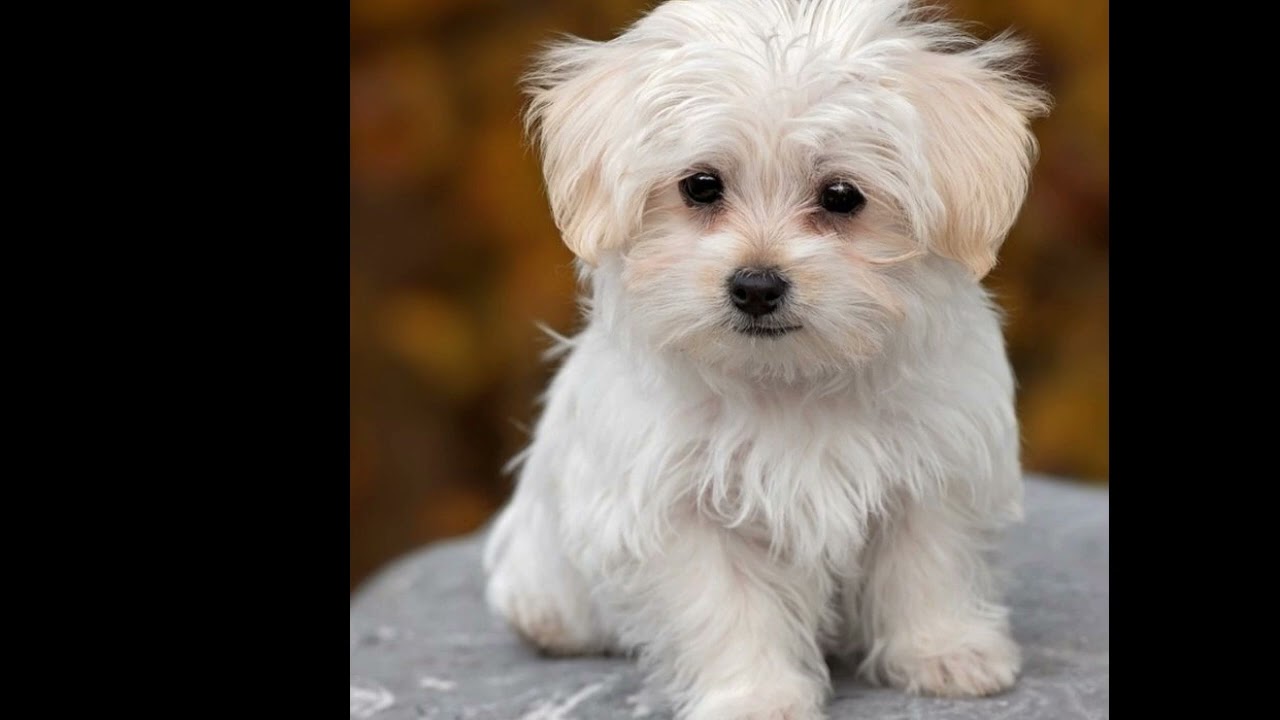 Bichón Maltés ¿Es la Mascota Ideal para Ti