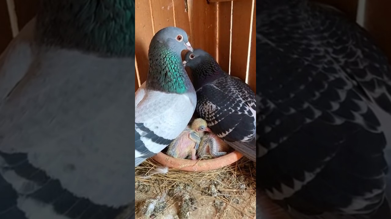 Adorable Pigeon Family Feeding Scene |kobutarine 