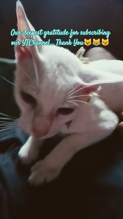 🇲🇹2527🇲🇺...do your cats sleep on you...💤😸💤😺💤😹💤#cats #sleep #catlovers #top #cute #trending