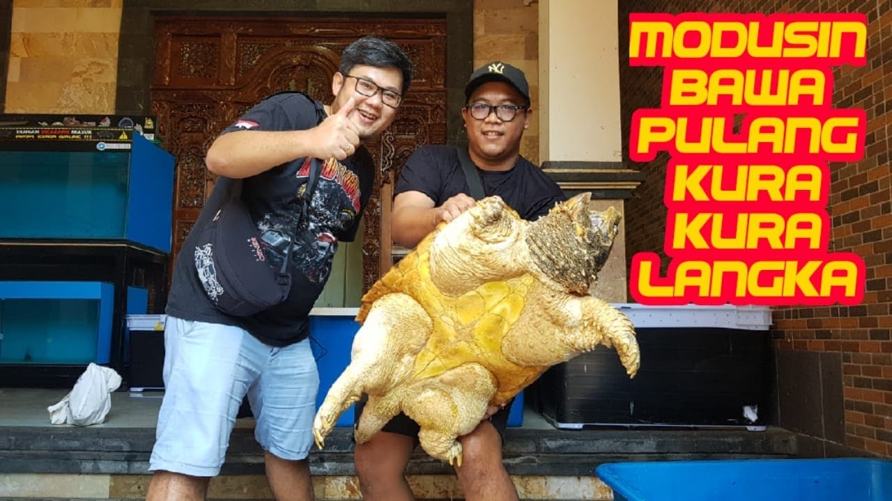 HUNTING MONSTER PREDATOR TURTLE - ALIGATOR SNAPING TURTLE vs COMMON ...