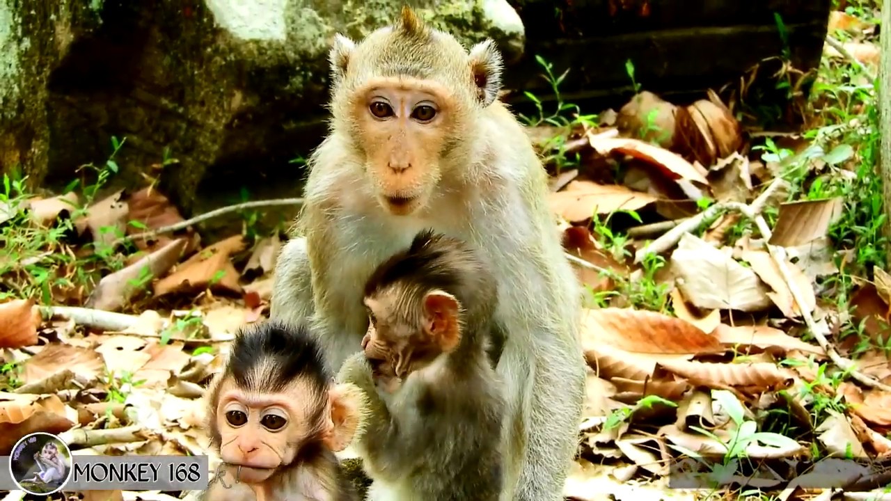 newborn monkey pet Monkey What happen Why duchess crying