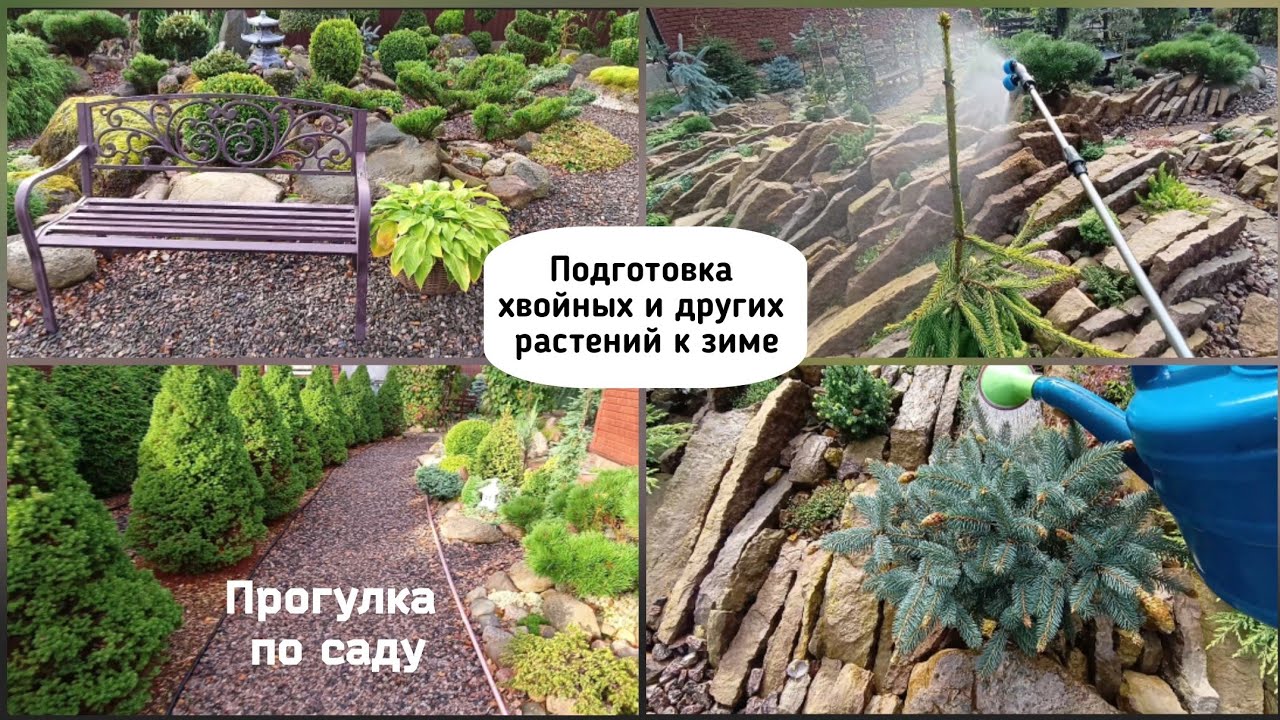 Подготовка хвойных и других растений к зиме. Прогулка по саду.