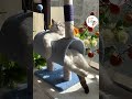 レシオ！ - LOL, Super Funny Cute Cats Videos Best Moments of Cats Shorts 😺😂😂 -EPS594