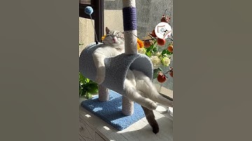 LOL, Super Funny Cute Cats Videos Best Moments of Cats Shorts 😺😂😂 -EPS594