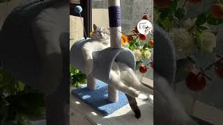 LOL, Super Funny Cute Cats Videos Best Moments of Cats Shorts  EPS594