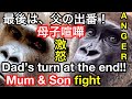 🔥Anger! Dad Momotaro saves Mum Genki in the end🌸激怒！父モモタロウは最終的にゲンキ母を助ける【KyotoZoo 京都市動物園】 2021/12/03