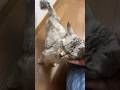 猫白血病の猫を保護して1年後…可愛くて仕方ないんだが #保護猫 #記録