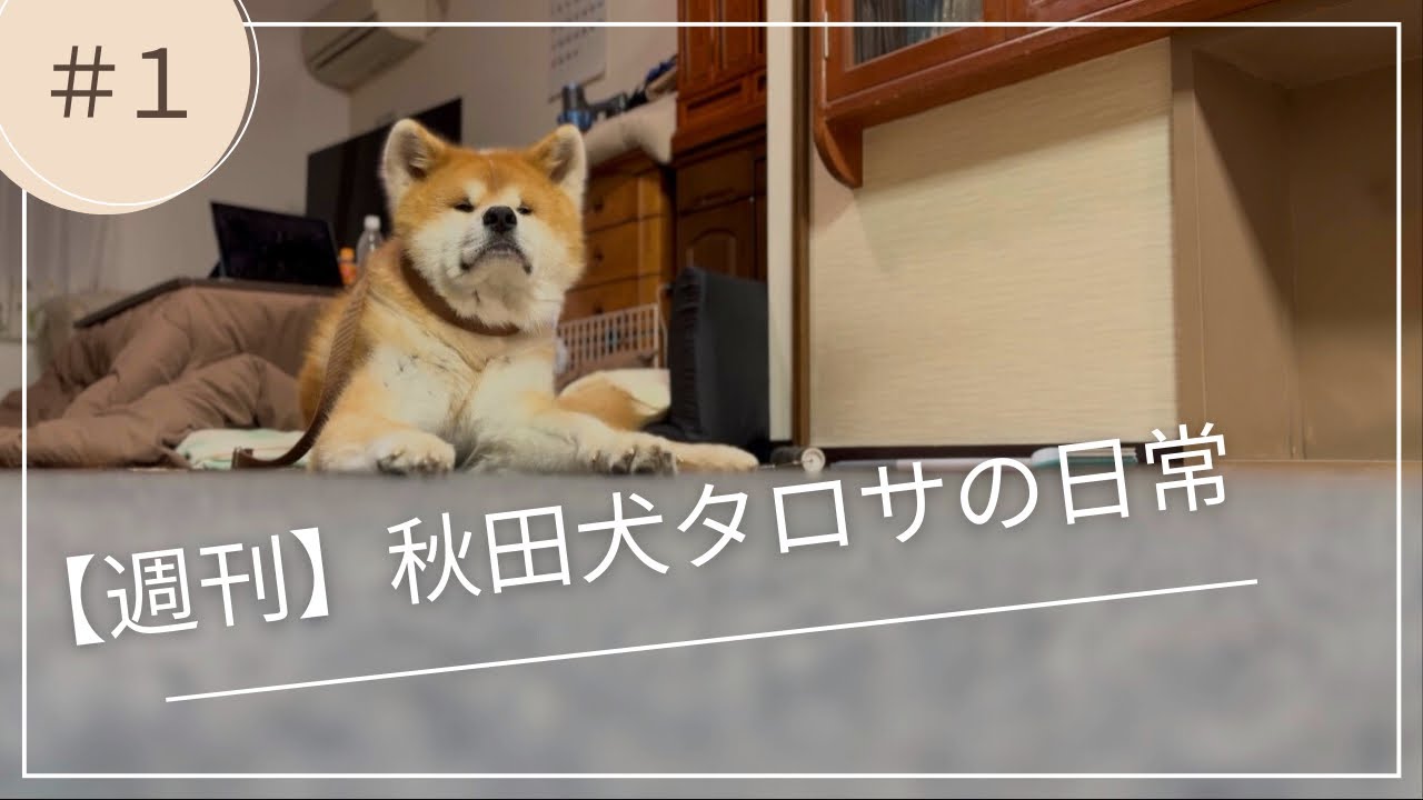 【週刊】秋田犬タロサの日常 vol.1