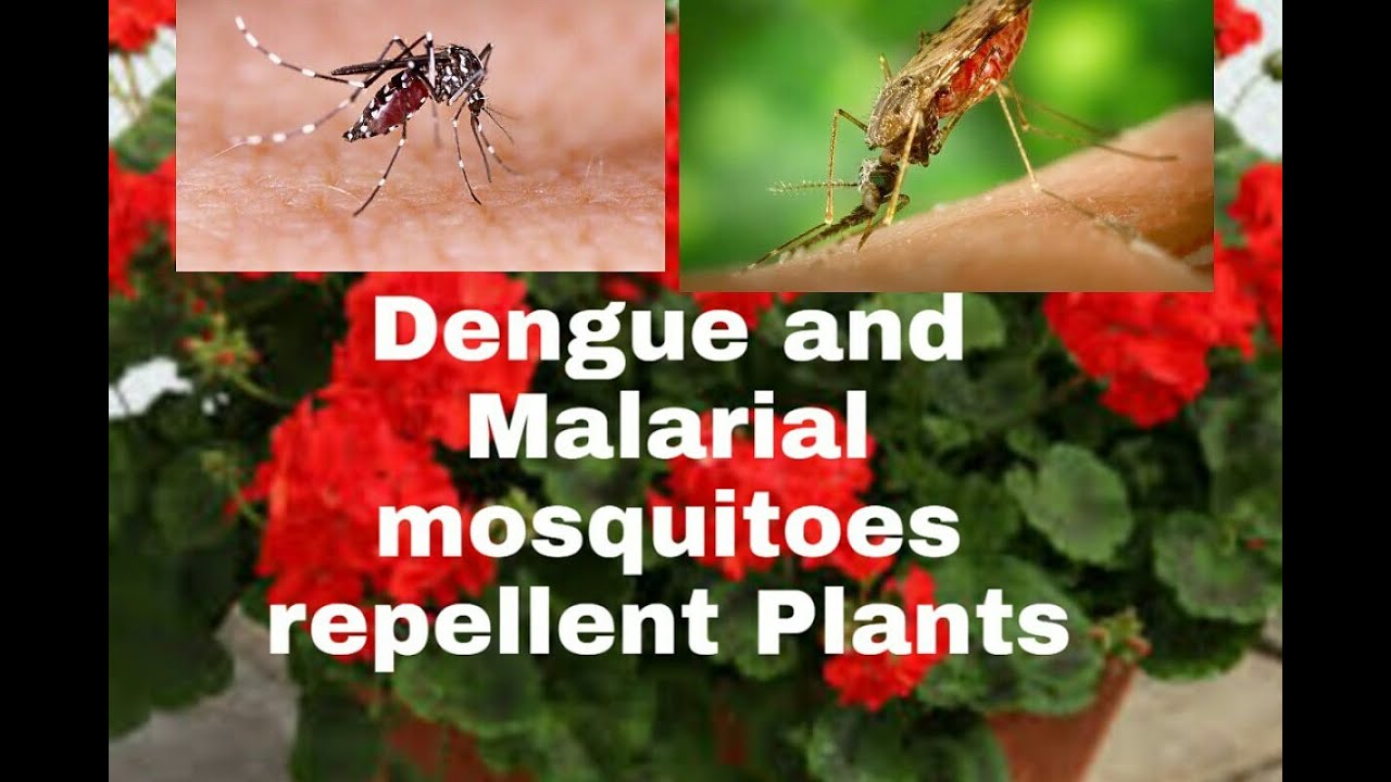 Dengue and Malarial Mosquitoes repellent plants YouTube