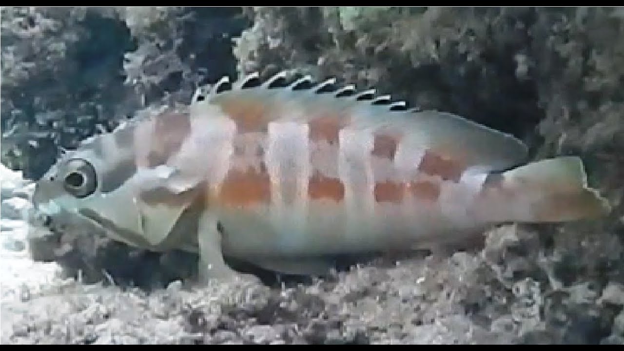 Рыбы красного моря, Групер краснополосый, Epinephelus fasciatus , fish in red sea Egypt