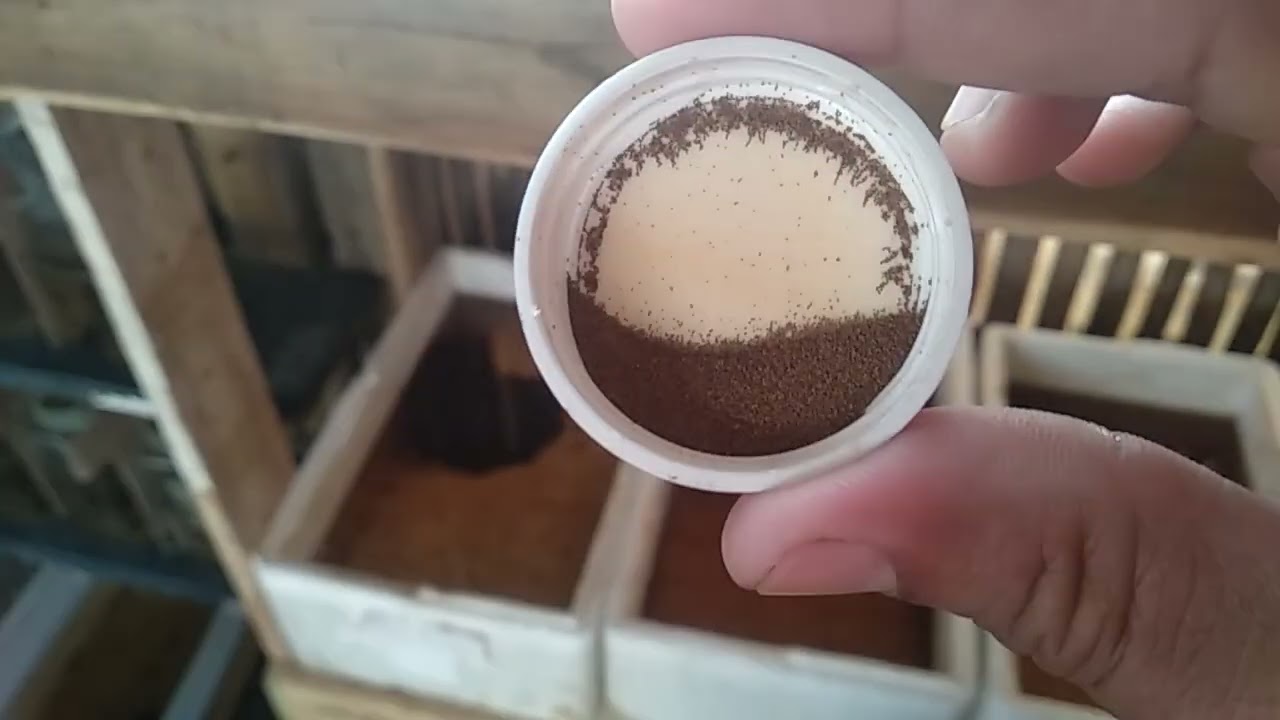 Cara kultur atau menetaskan artemia  untuk pakan burayak ikan cupang PART 1 