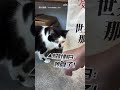 【一模一樣】店外畫像稱「貓臉很臭」　下秒對到眼秒懂了！｜貓｜臭臉