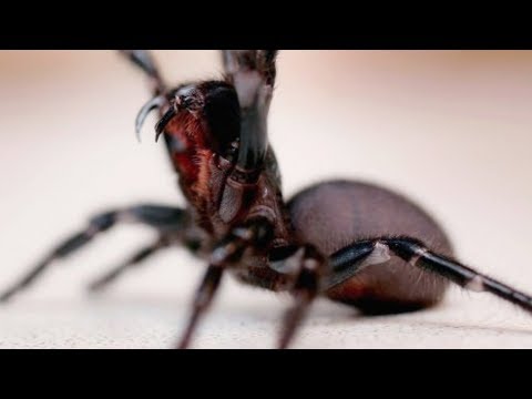 Video: Why You Can't Kill Spiders In The House