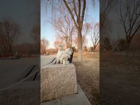A Peaceful Winter Walk With My Ragdoll Cat | Snowy Park Sunset 🐱❄️ #catshorts #cat #suncats