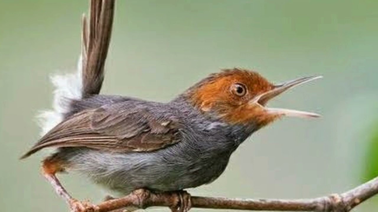 prenjak betina kepala merah