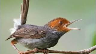 prenjak betina kepala merah