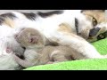 A little newborn kitten meows loudly and calls its mom cat to feed him