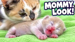 A little newborn kitten meows loudly and calls its mom cat to feed him