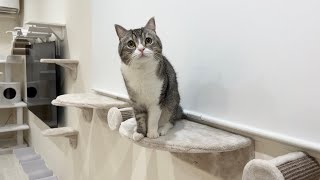 ご報告】大奮発して家をもち様用にリフォームしたらこうなりました