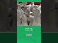 Giá vịt thịt ở mức thấp #nongnghiepmientay