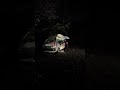 ナマニクトヨタ #心霊配信 #心霊