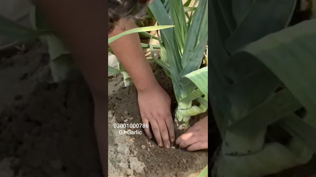 G1 Garlic Seed Available... 