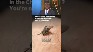 Notice more biting flies in the Chicago area You re not alone