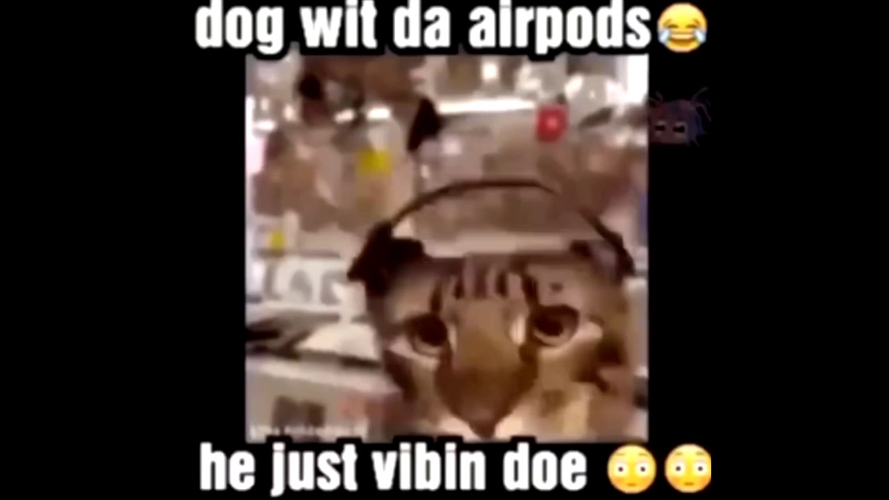 dog with da airpod 👍 YouTube