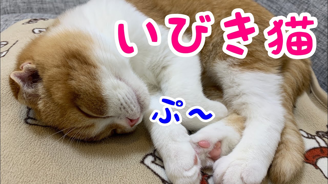 いびきをかく子猫が可愛い スコティッシュフォールド Youtube