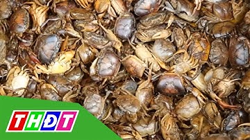 Đặc sản mùa nước nổi ra chợ | THDT