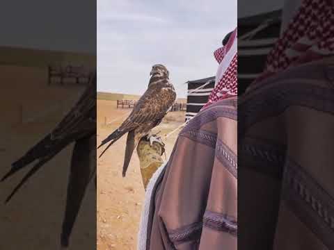 من جاتني خافقي منصاب نظرات بالهم مصحوبه لاسولفو حولي الاصحاب الفكر سج وسرح صوبه