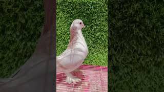 Lal Kashi Shirazi kabootar for sell 9917482581. #fancypigeon #pigeon #kabootar #pigeonlover