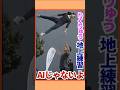 【りくりゅう凄すぎ!】宙に浮く地上練習がえぐい神リフト|AI生成じゃないの!? #五輪感動 #フィギュアスケート #figureskating
