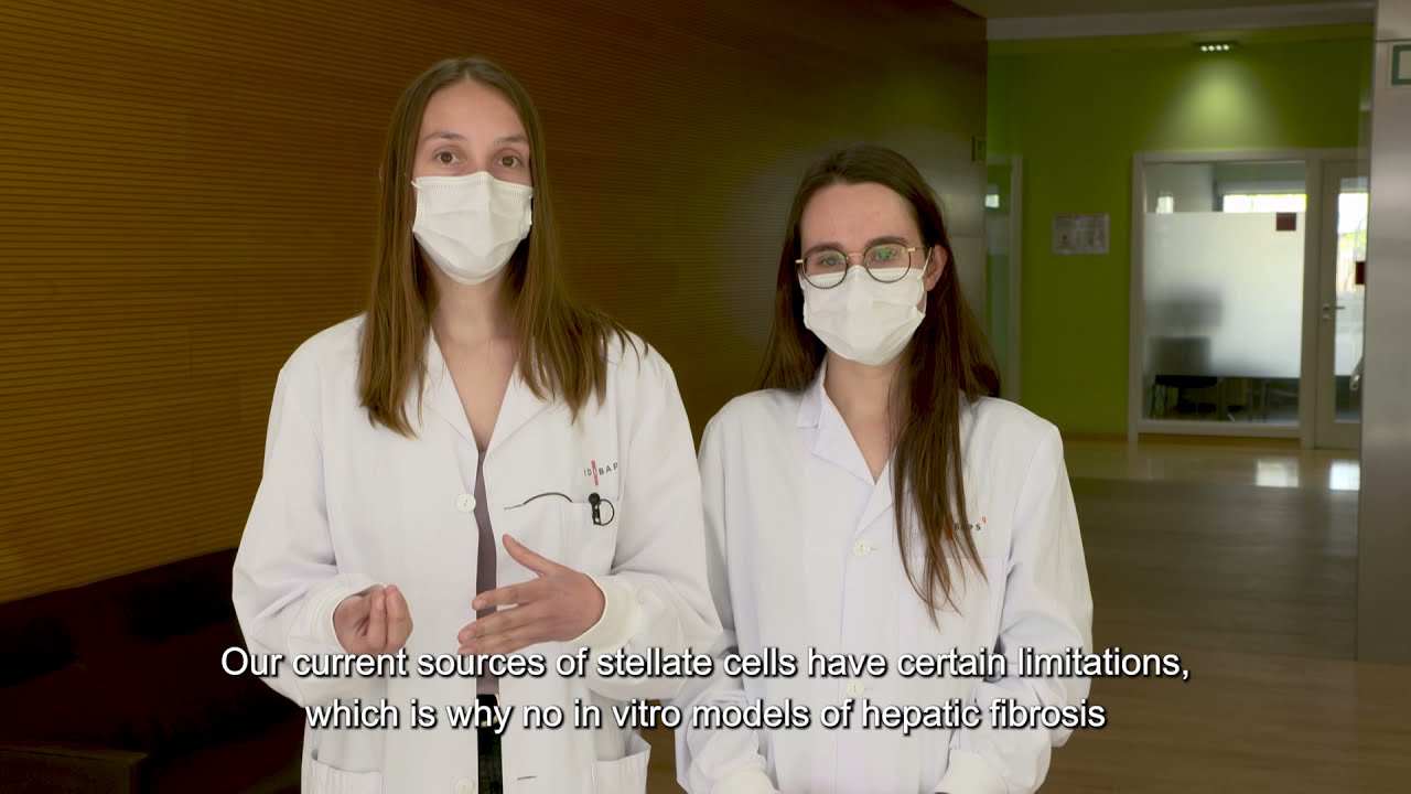 Protocol described for obtaining hepatic stellate cells from stem cells