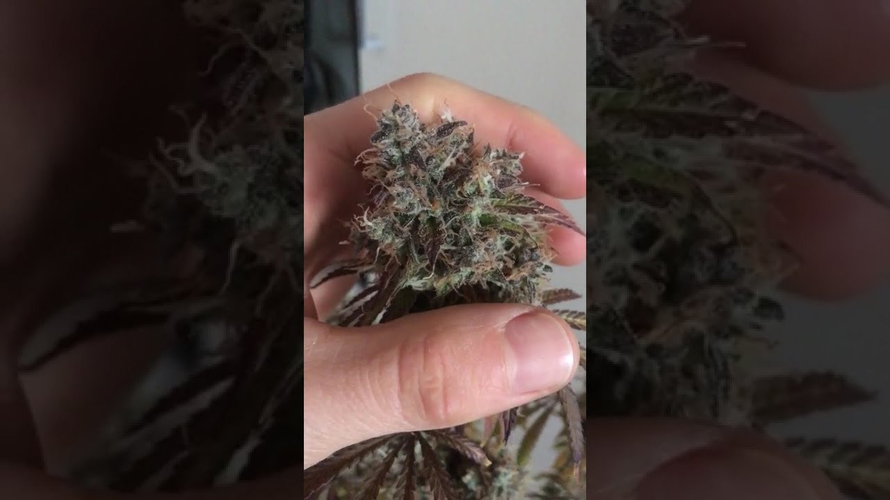 👽✨ Alien vs Triangle by 