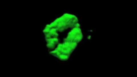 Stained immunological synapse