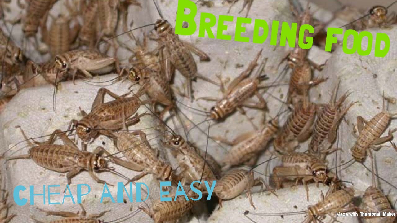 Crickets and mealworms YouTube