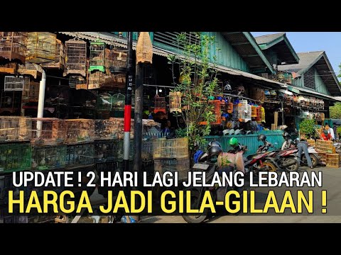 PASAR BURUNG ! GAGAL MUDIK KIOS INI OBRAL HARGANYA GILA-GILAAN DI PASAR BURUNG PRAMUKA HARI INI 