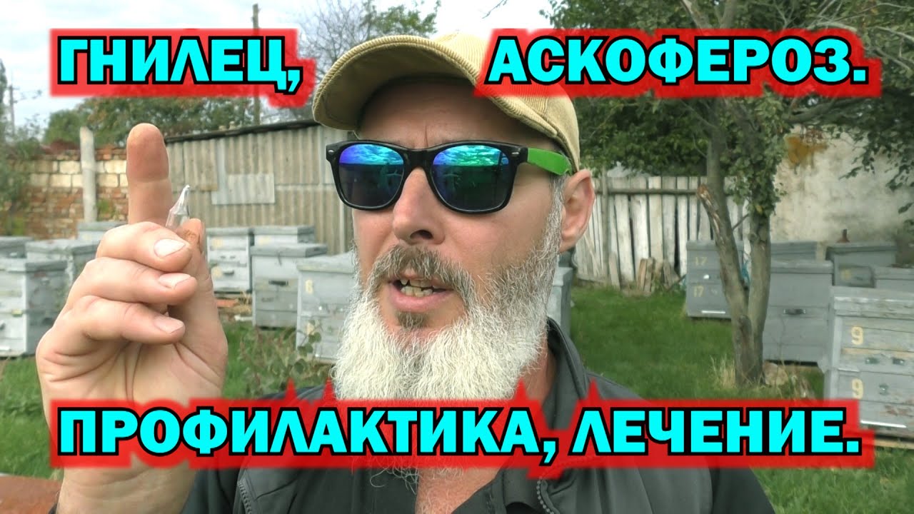 АСКОФЕРОЗ, ГНИЛЕЦ. ПРОФОЛАКТИКА И ЛЕЧЕНИЕ.